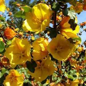 Fremontedendron Californian Glory Flannel Bush Trellis Climber 20ltr