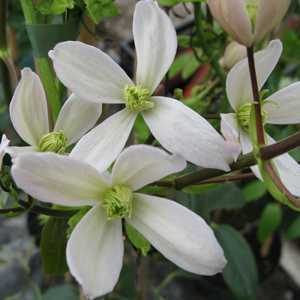 Clematis Armandii Evergreen 1.8mtr Trellis Climber