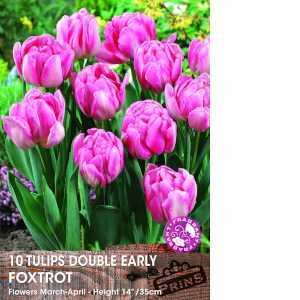 Tulips  Bulbs Double Early Foxtrot 10 Per Pack