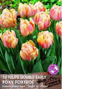 Tulip Bulbs  Double Early Foxy Foxtrot 10 Per Pack