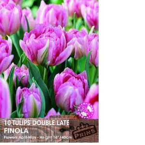 Tulip Bulbs Double Late Finola 10 Per Pack