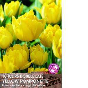 Tulip Bulbs Double Late Yellow Pomponette 10 Per Pack