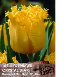 Tulip Fringed Crystal Star Bulbs Pack Of 10