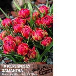 Tulips Bulbs Species Samantha 10 Per Pack