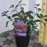 Hardy Fuchsia Mrs Popple