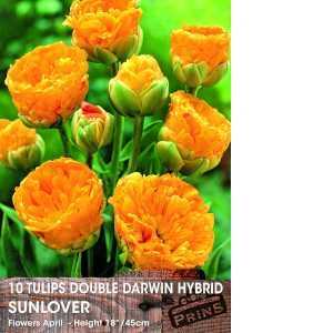 Tulip Double Special 'Sunlover' Pack of 10