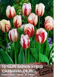 Tulip Bulbs Darwin Hybrid Carnaval De Rio 10 Per Pack