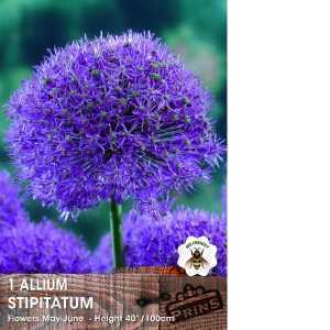 1 Allium 'Stiptatum'