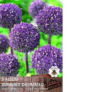 Allium Summer Drummer Bulbs 3 Per Pack