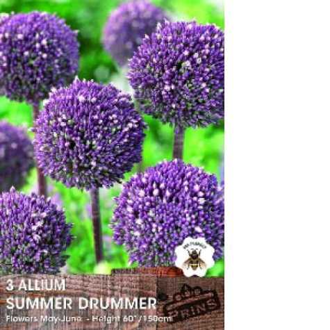 Allium Summer Drummer Bulbs 3 Per Pack