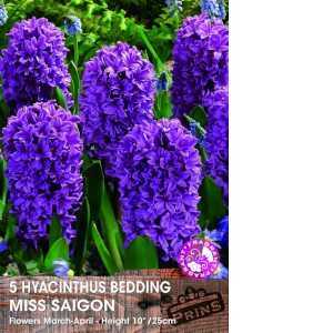 Hyacinth Bedding Miss Saigon Bulbs 5 Per Pack