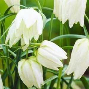 Fritillaria Meleagris Alba Bulbs 10 Per Pack