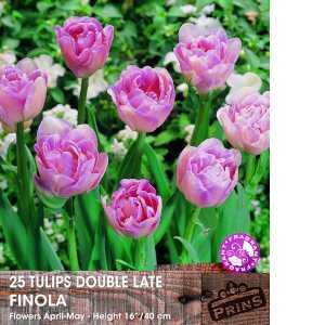Tulips Double Late Finola 25 Per Pack