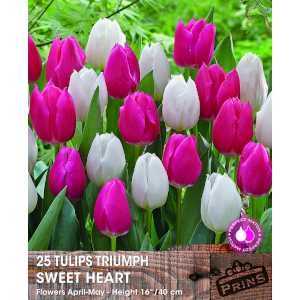 Tulip Bulbs Triumph Sweet Heart 25 Per Pack