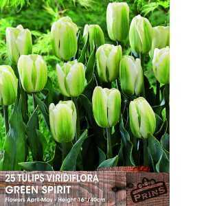 Tulips Viridiflora Green Spirit 25 Per Pack