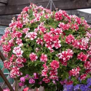 9cm Basket Plant Tumbelina Cherry Ripple (Double Petunia)