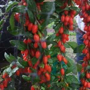 Lycium Barbarium Big Lifeberry Goji Berry 3.6ltr