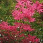 Acer Palmatum 