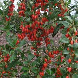 Lycium Barbarium Sweet Lifeberry Goji Berry 3.6ltr