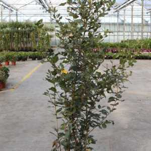 Quercus Ilex Evergreen Oak Hedging