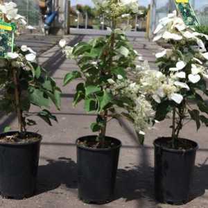 Schizophragma Hydrangeoides