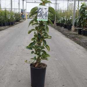 Schizophragma Hydrangeoides Windmill