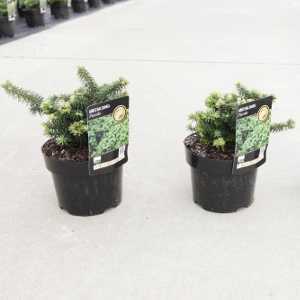 Abies balsamea 