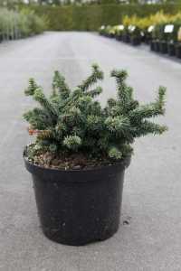 Abies balsamea 'Piccolo'