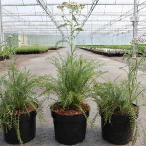 Achillea 'Rainbow Ending Blue'