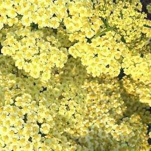 Achillea 'Rainbow Yellow Bouquet'