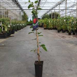Actinidia arguta 'Ken's Red'