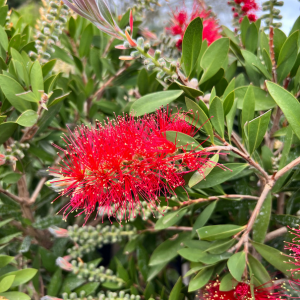 Callistemon Laevis Bottlebrush