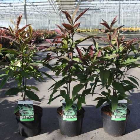 Callicarpa Kwangtungensis Beauty Berry