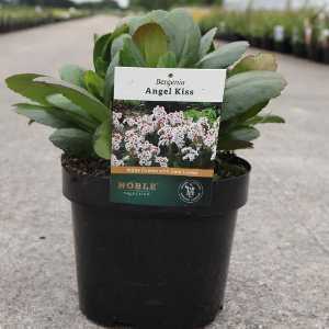 Bergenia 