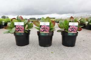 Bergenia 'Flirt' Dragonfly