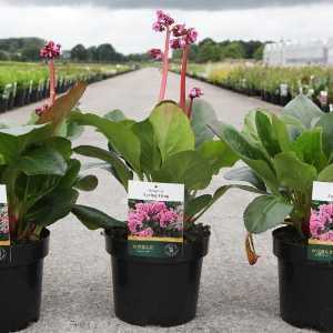 Bergenia 