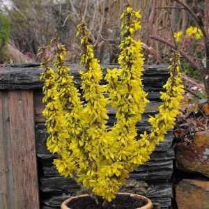 Forsythia intermedia 'Nimbus'