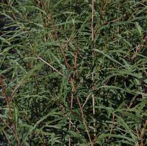 Frangula Alnus 'Aspleniifolia' Alder Buckthorn