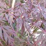 Acer Palmatum 