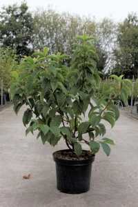 Halesia Carolina Silverbell
