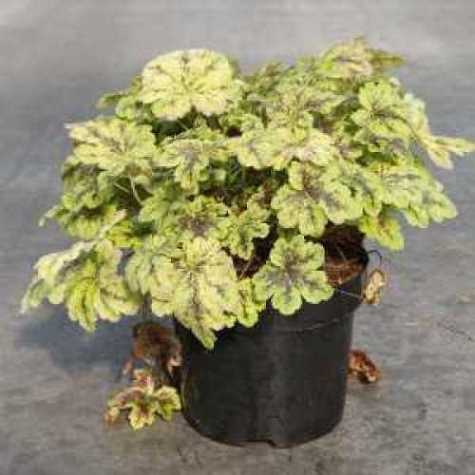 Heuchera 'Solar Power'