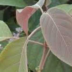 Hydrangea asp. 'Hot Chocolate'