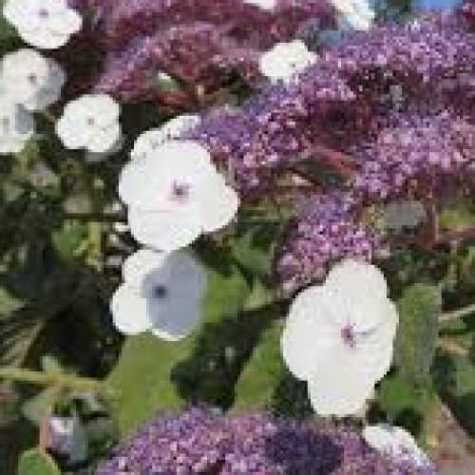 Hydrangea asp. 'Hot Chocolate'