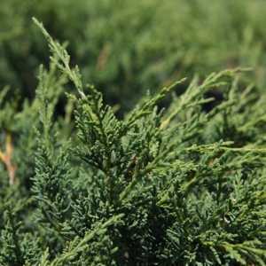 Juniperus Chinensis Blaauw