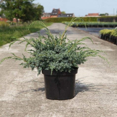 Juniperus Juniper Chinensis Blue Alps