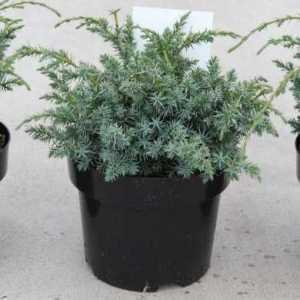 Juniperus Juniper Chinensis Blue Alps