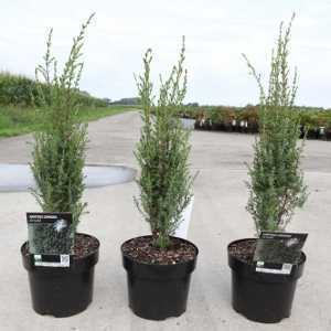 Juniperus Communis Arnold