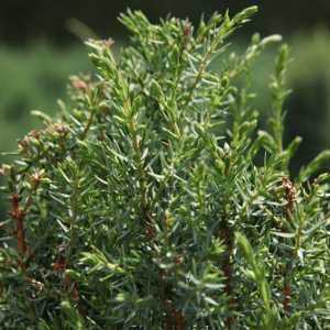 Juniperus Communis Arnold