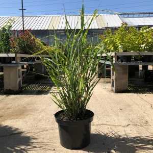 Miscanthus sin. 