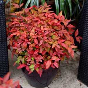 Nandina domestica Blush Pink